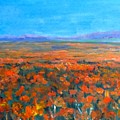 California Poppies